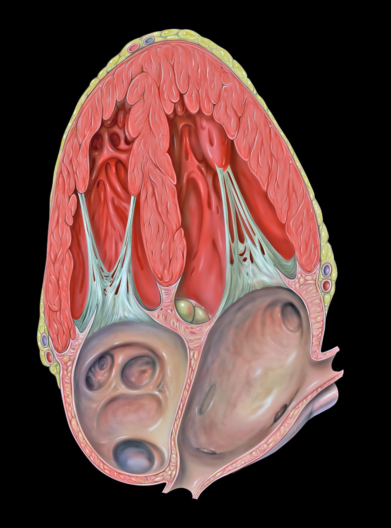 Illustration ur kursen Anatomie et physiologie cardiaque de base