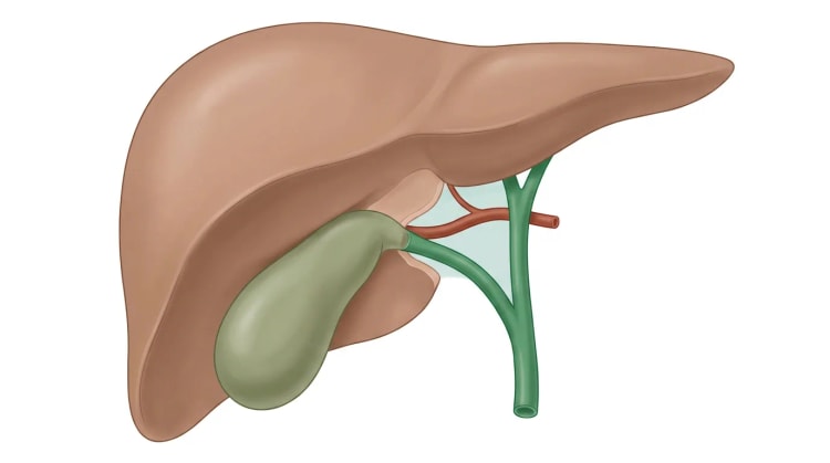 Illustration du foie et de la vésicule biliaire vus de face. Un canal cystique vert et une artère cystique rouge sont les seules structures pénétrant dans le col vésiculaire, à travers un triangle hépatocystique disséqué, devant un lit hépatique libéré plus clair.