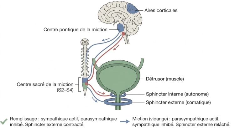 Schéma des voies nerveuses de la vessie, avec en haut les aires corticales et le centre pontique de la miction, le centre sacré de la miction en S2 à S4 et les voies autonomes et somatiques vers le détrusor ainsi que vers les sphincters interne et externe.
