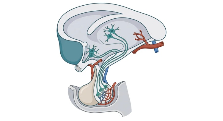 Coupe sagittale de l'hypothalamus et de l'hypophyse, où des neurones hypothalamiques envoient leurs axones à travers la tige pituitaire vers la posthypophyse, dont les terminaisons nerveuses sont situées au contact de capillaires. L'antéhypophyse se trouve en avant de la posthypophyse et ne comporte pas de terminaisons nerveuses.