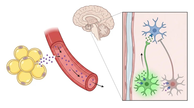 Image schématique montrant comment les adipocytes libèrent la leptine dans le sang. La leptine atteint l'hypothalamus, active un neurone POMC et inhibe un neurone AgRP, qui projettent tous deux vers un neurone exprimant MC4R.