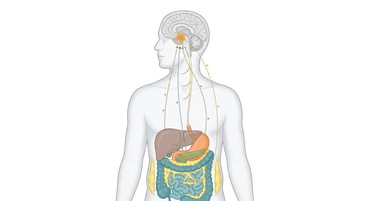 Corps humain transparent avec le cerveau, le nerf vague, le foie, l'estomac, le pancréas, les intestins et le tissu adipeux, où des voies de signalisation en pointillés issues des organes abdominaux et du tissu adipeux convergent vers l'hypothalamus.