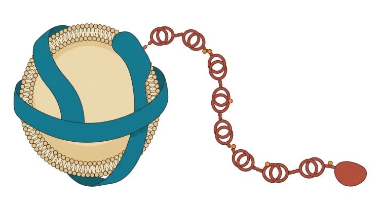 Illustration schématique d’une particule de lipoprotéine(a) : un noyau lipidique de type LDL portant l’apolipoprotéine B-100, à laquelle est fixée l’apolipoprotéine(a), une chaîne de domaines kringle, porteuse de phospholipides oxydés.