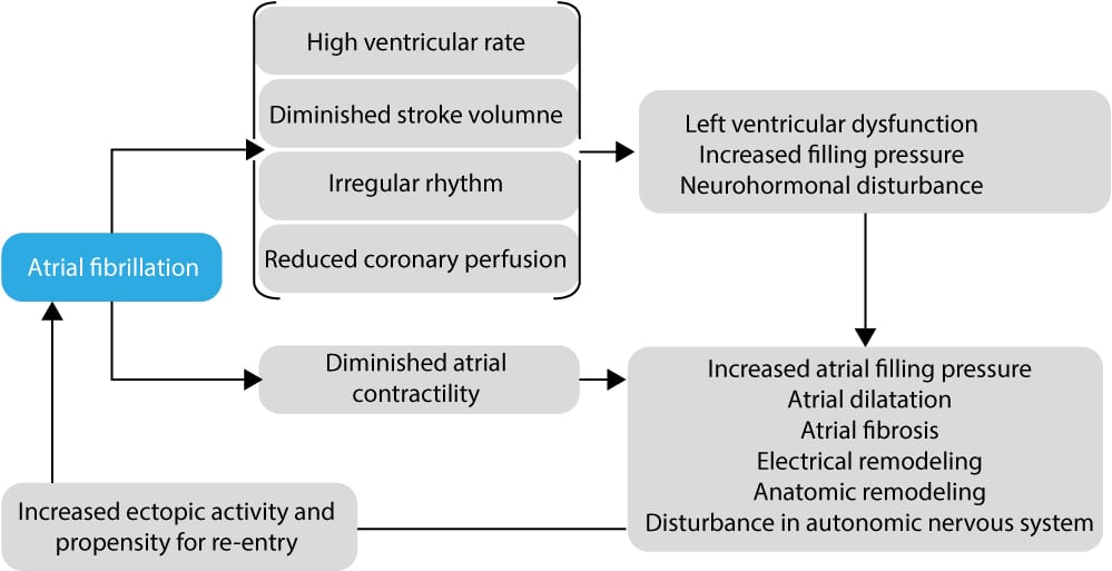 Figure 5. Organigramme montrant le développement de la fibrillation auriculaire et la manière dont elle favorise la poursuite de l’activité fibrillatoire.