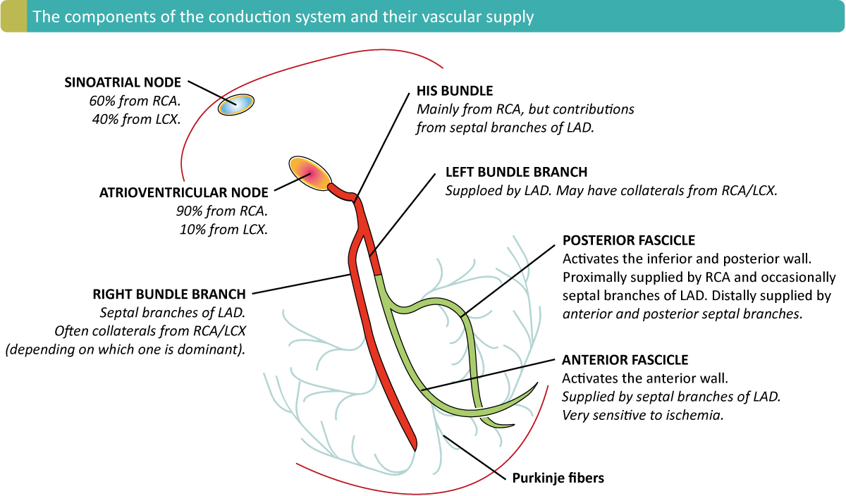 Figure 1 : Les composants du système de conduction cardiaque et leur apport vasculaire. ACR = artère coronaire droite. LAD = artère coronaire descendante antérieure gauche. LCX = artère coronaire circonflexe gauche.