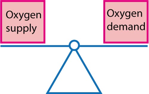 Figure 2. L'équilibre entre l'offre et la demande d'oxygène