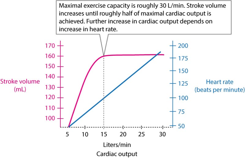 Figure 1. Relation entre la fréquence cardiaque, le volume systolique et le débit cardiaque pendant l'exercice.