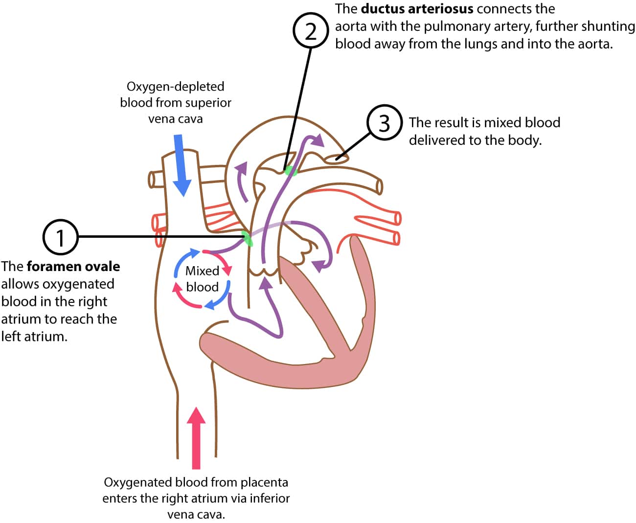 Figure 2. La circulation fœtale.