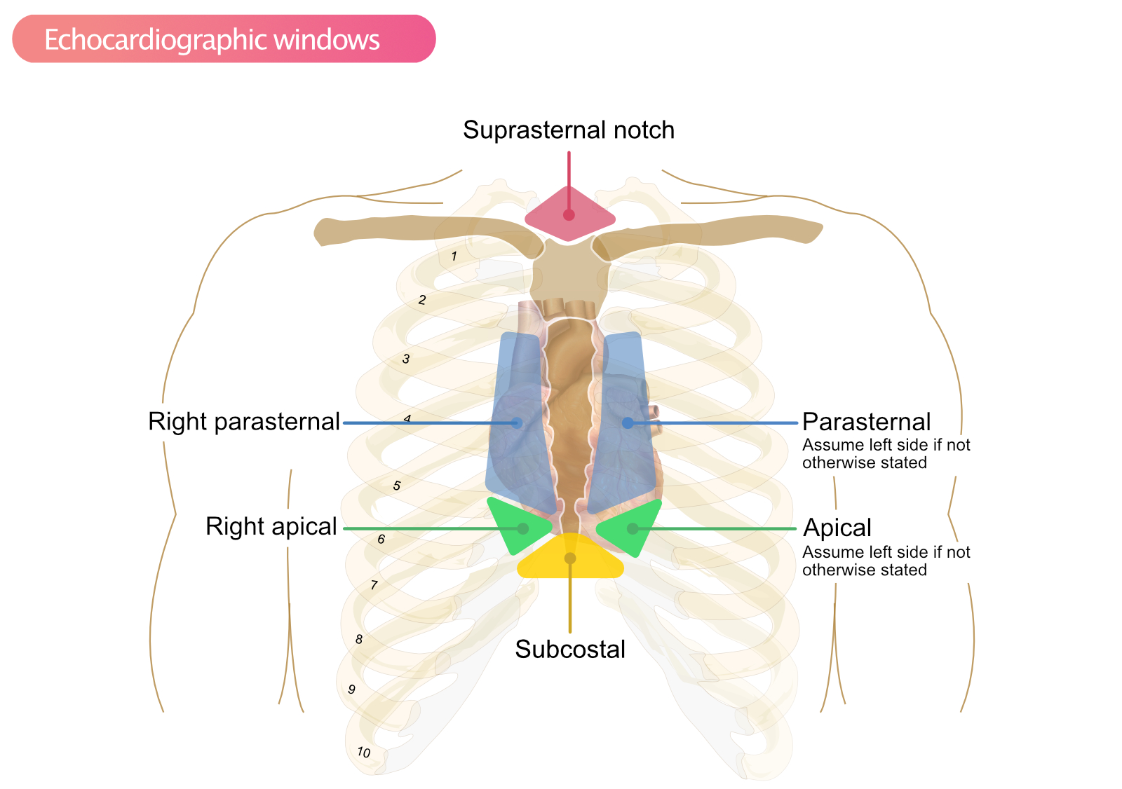 Figure 1. Fenêtres échocardiographiques pour obtenir des images.