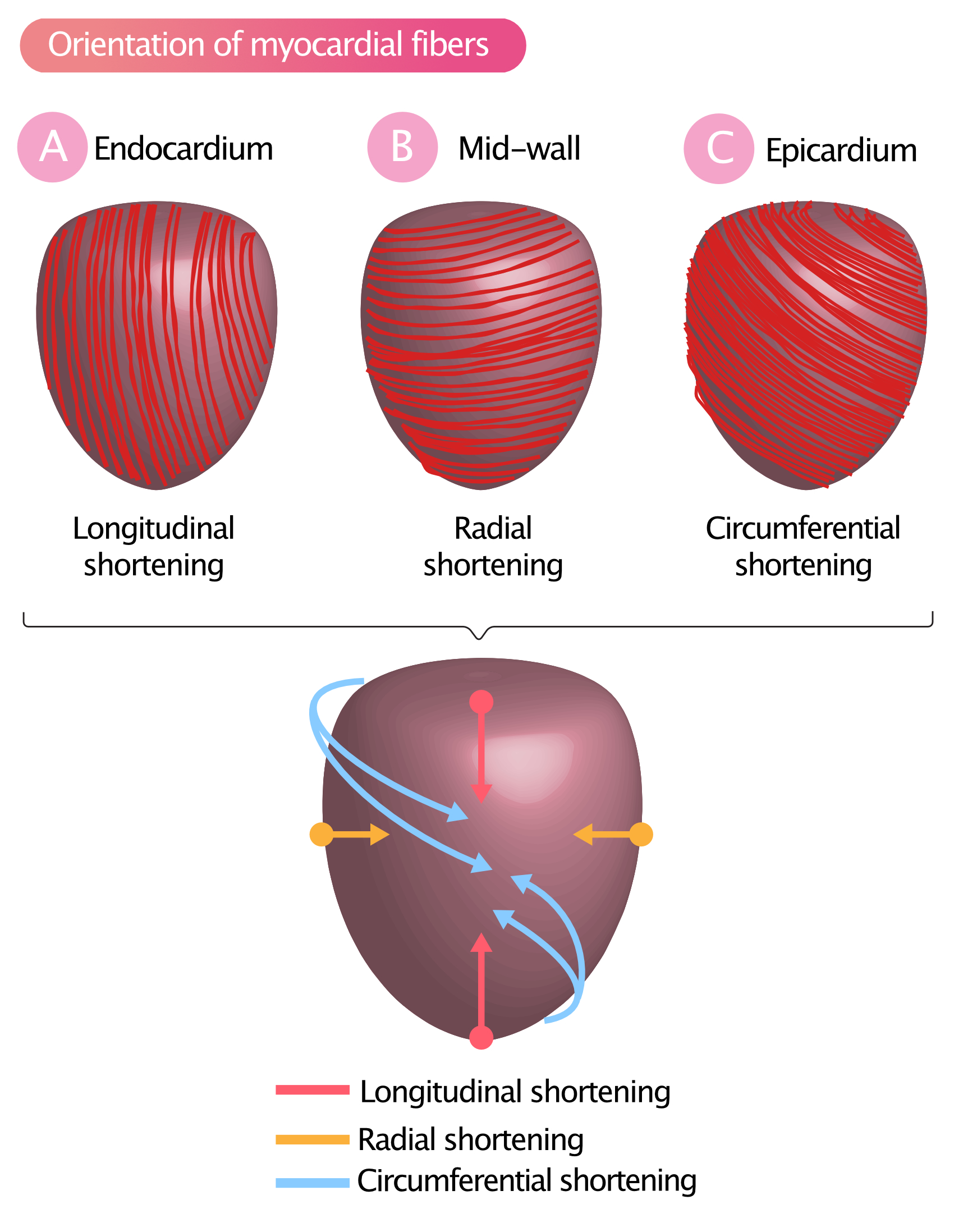 Figure 1A-2C. L'orientation des fibres musculaires du myocarde entraîne un raccourcissement longitudinal, radial et circonférentiel (contraction).