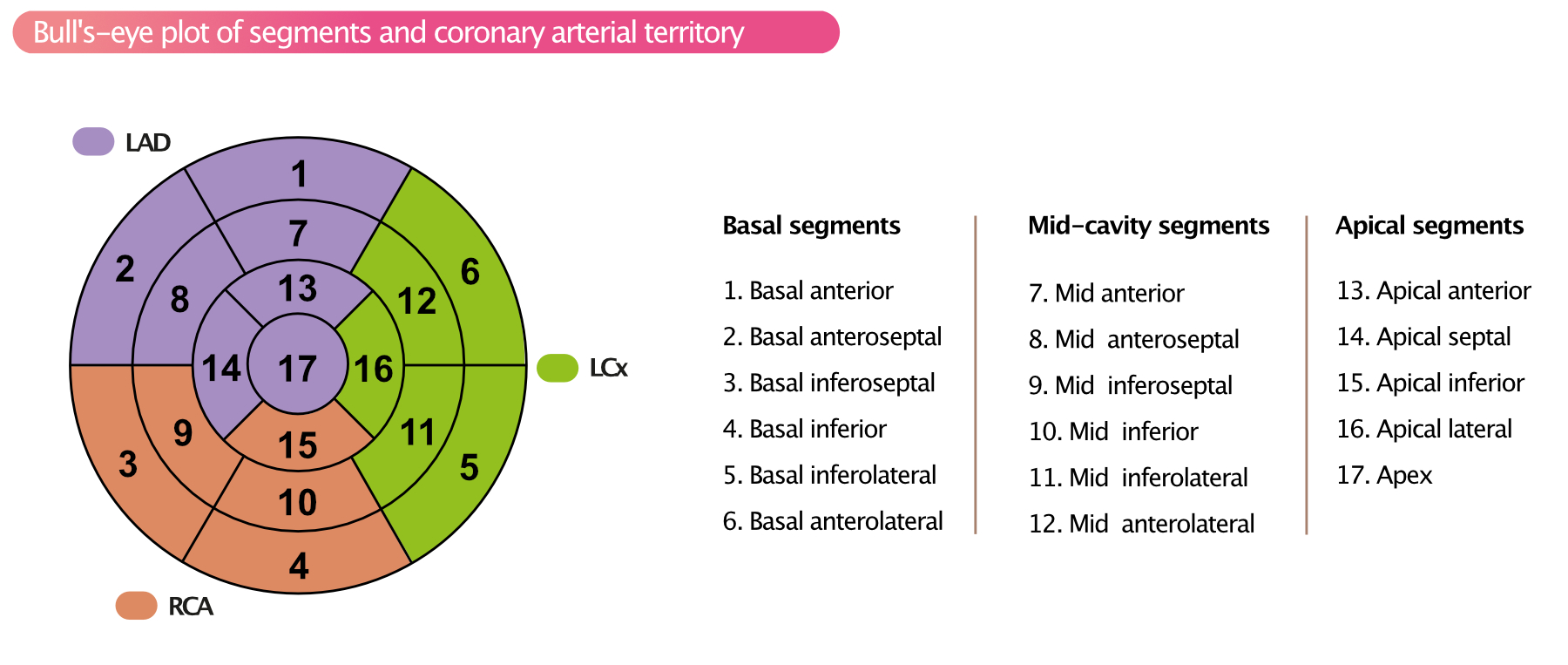 Figure 2. Tracé polaire circonférentiel des 17 segments myocardiques et nomenclature recommandée pour l'imagerie tomographique du cœur.