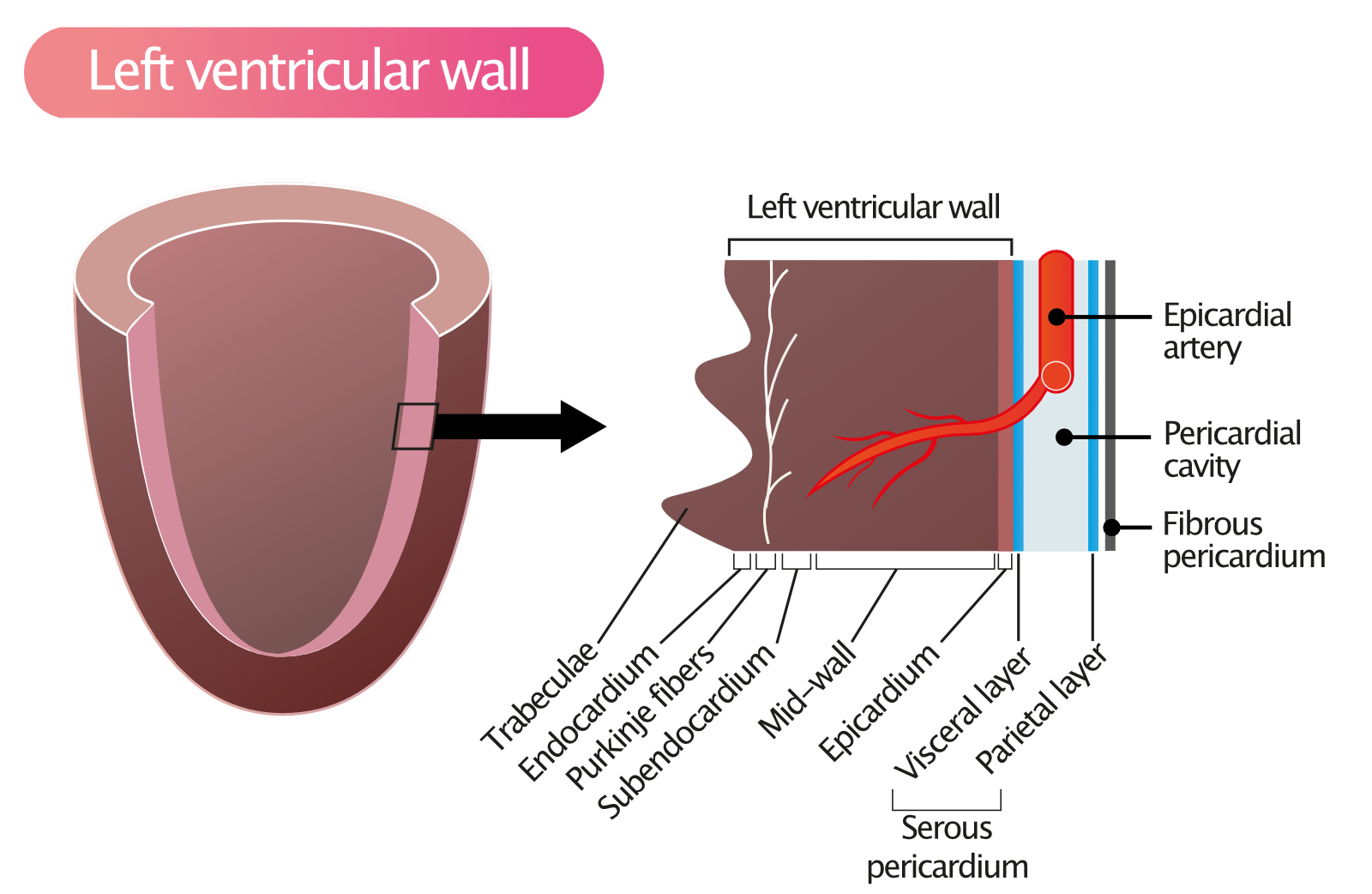 Figure 1. Couches de la paroi du ventricule gauche, du péricarde et de la cavité ventriculaire.