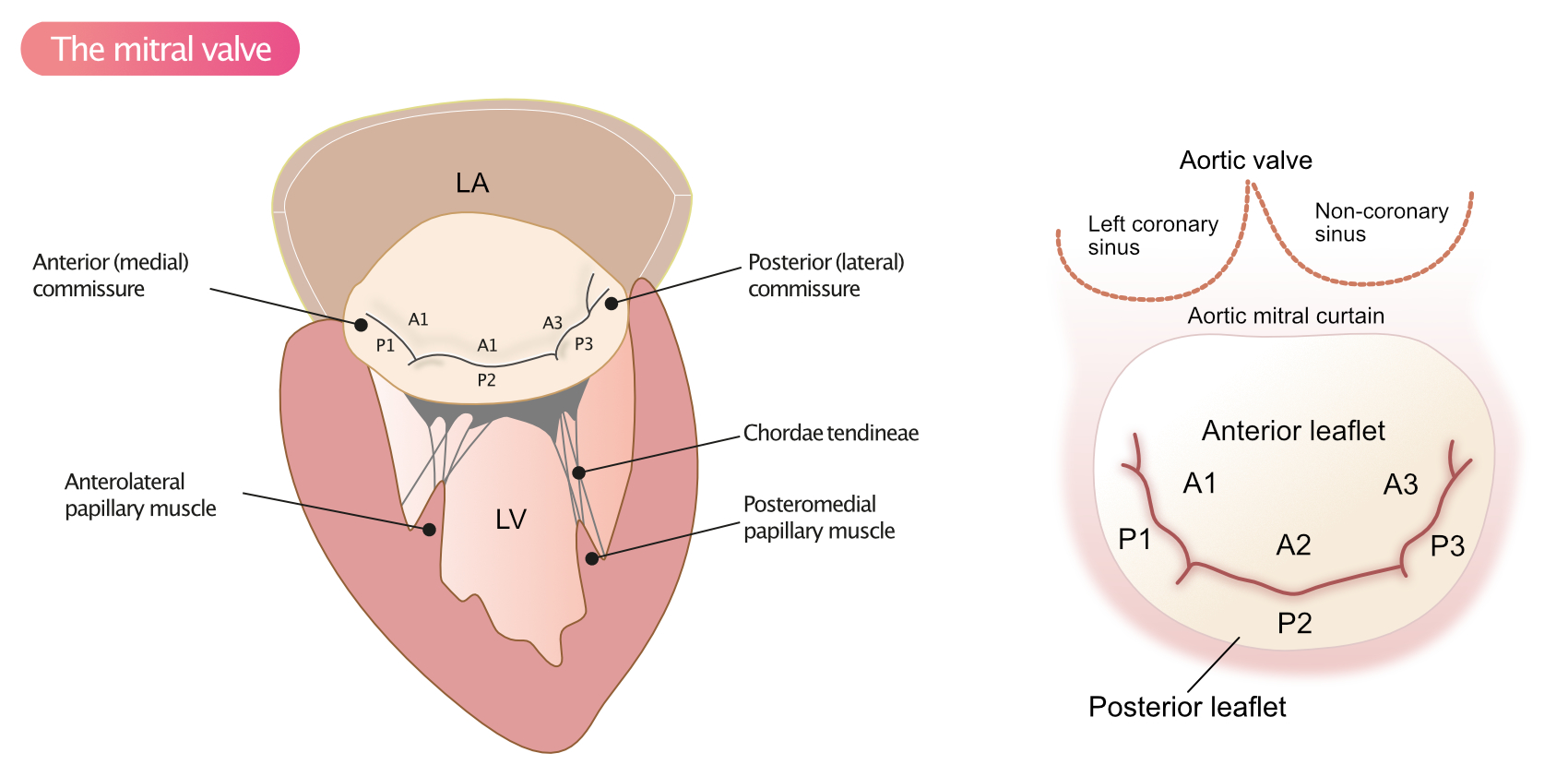 Anatomie de la valve mitrale