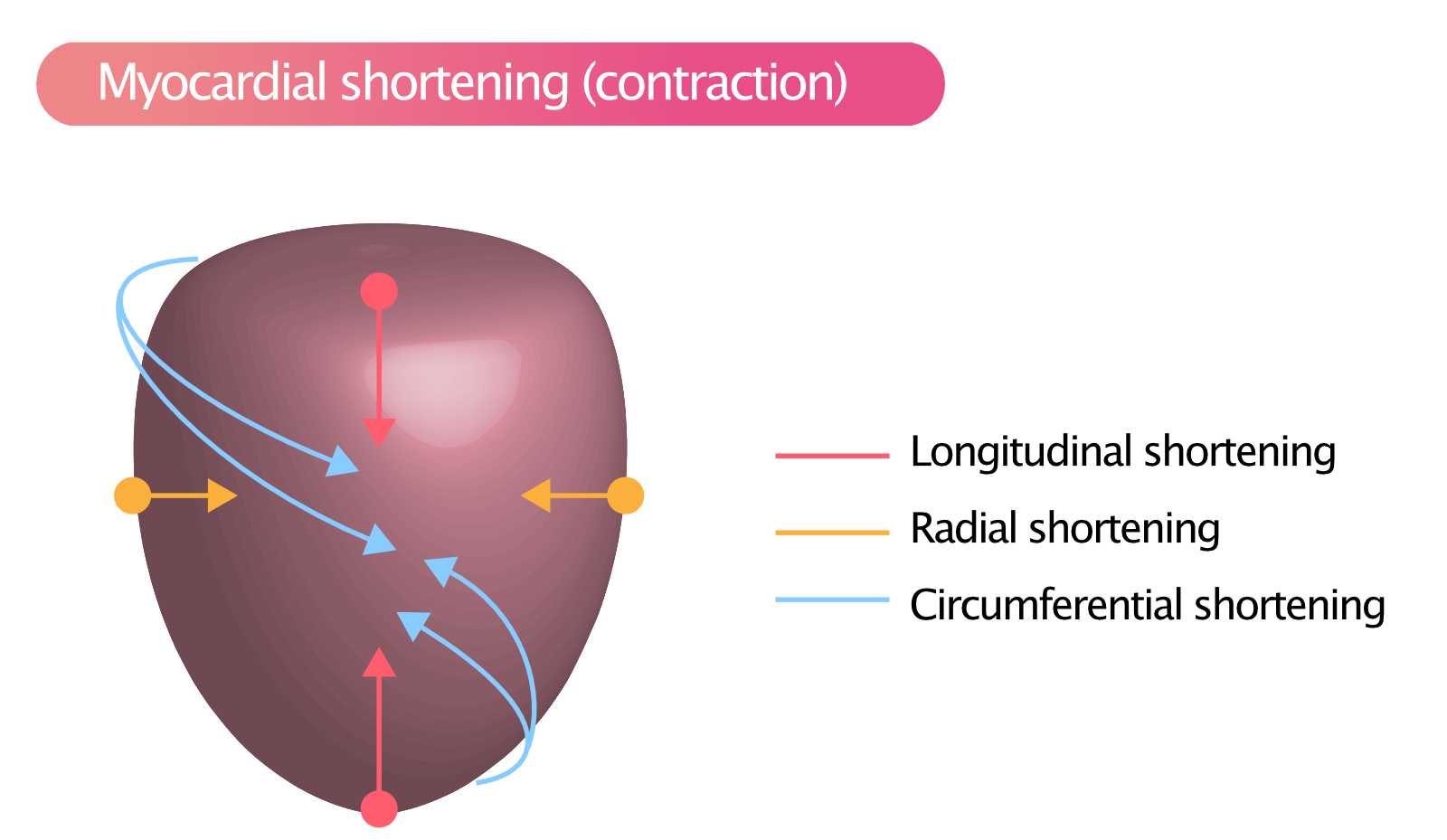Figure 3. La contraction du myocarde (raccourcissement) se produit dans trois directions : longitudinale, radiale et circonférentielle.