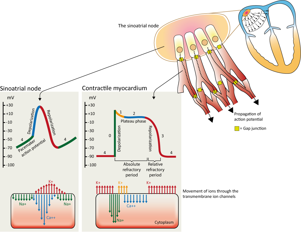 Figure 4. Automatisme et potentiel d'action des cellules du nœud sinusal et des cellules contractiles.