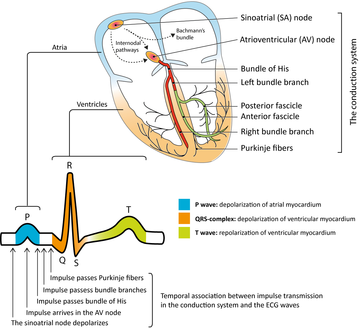 Le système de conduction électrique.