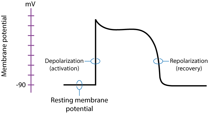 Le potentiel d'action cardiaque
