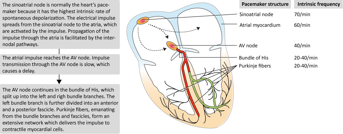 Hiérarchie des stimulateurs cardiaques dans le cœur.