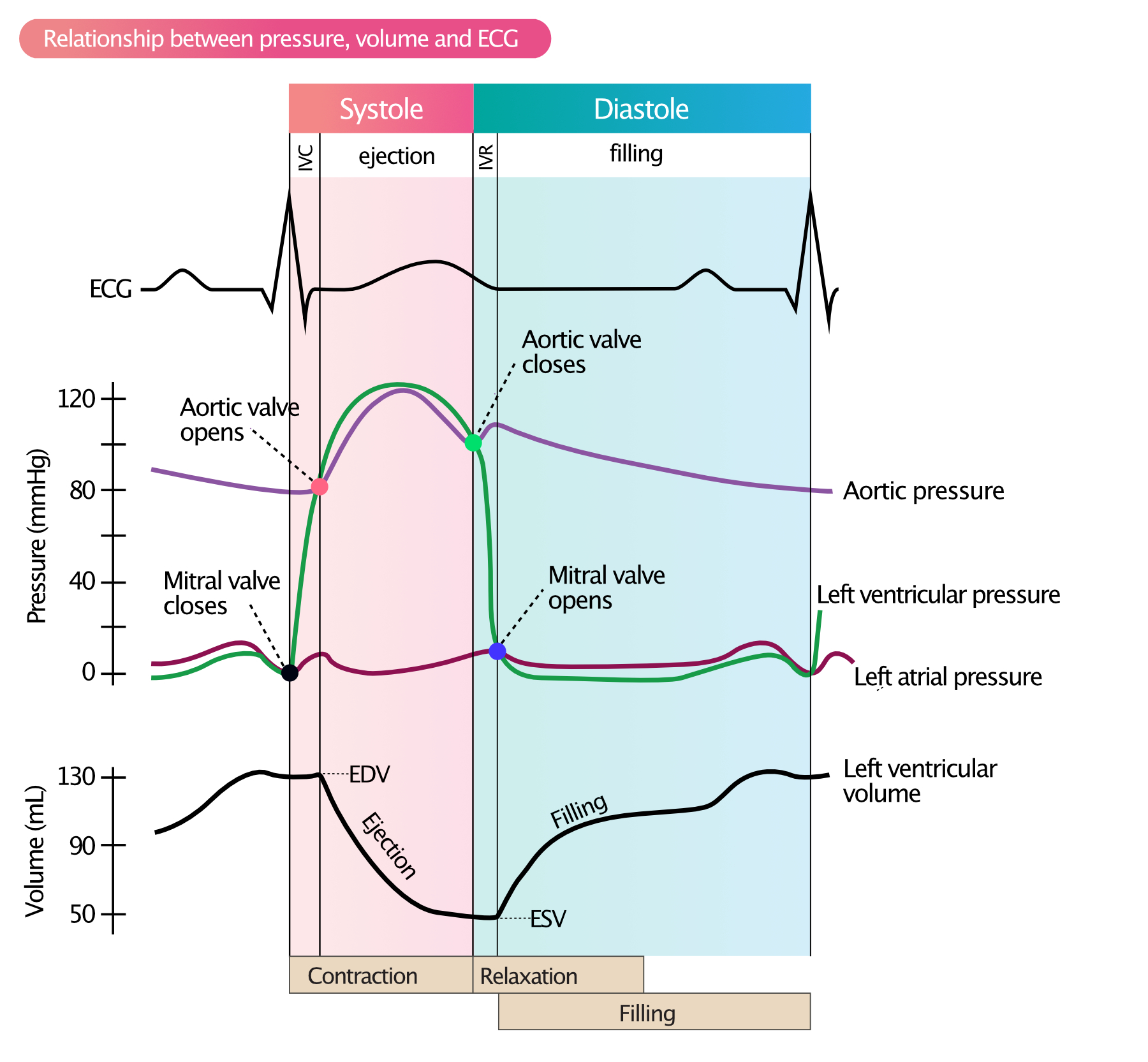 Figure 2. Relation pression-volume du ventricule gauche et formes d'ondes ECG pendant la systole et la diastole.