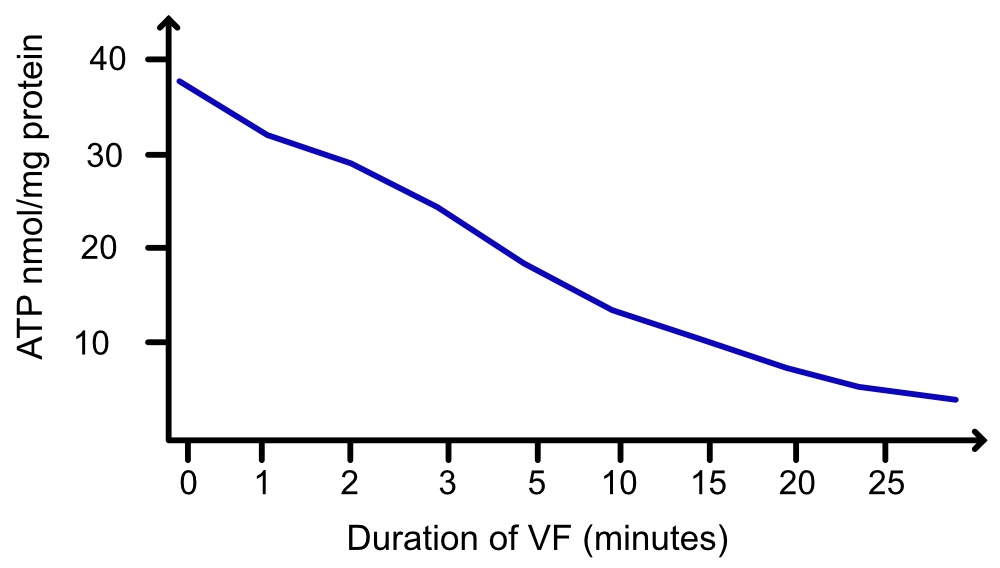 Concentration d'ATP dans le myocarde pendant une fibrillation ventriculaire induite (FV).