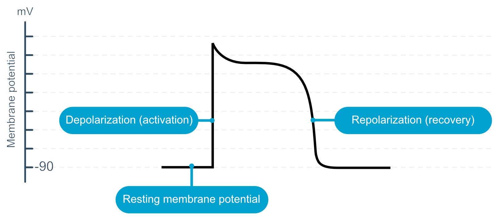 Figure 3. Le potentiel d’action des cellules contractiles. Les cellules myocardiques inactives (au repos) ont un potentiel de membrane au repos de -90 mV. Lors d’une stimulation, la cellule se dépolarise et une augmentation rapide du potentiel de membrane est observée. La cellule revient à son état de repos en se repolarisant. Ces concepts sont abordés en détail dans l’article suivant.