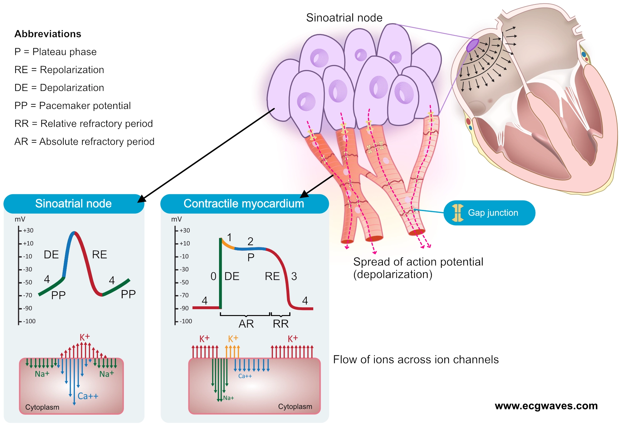 Figure 1. Le potentiel d’action dans le nœud sinusal et dans les cellules contractiles du myocarde. La phase 4 du potentiel d’action dans le nœud sinusal est appelée “potentiel pacemaker”, car elle est responsable de la dépolarisation répétitive spontanée.
