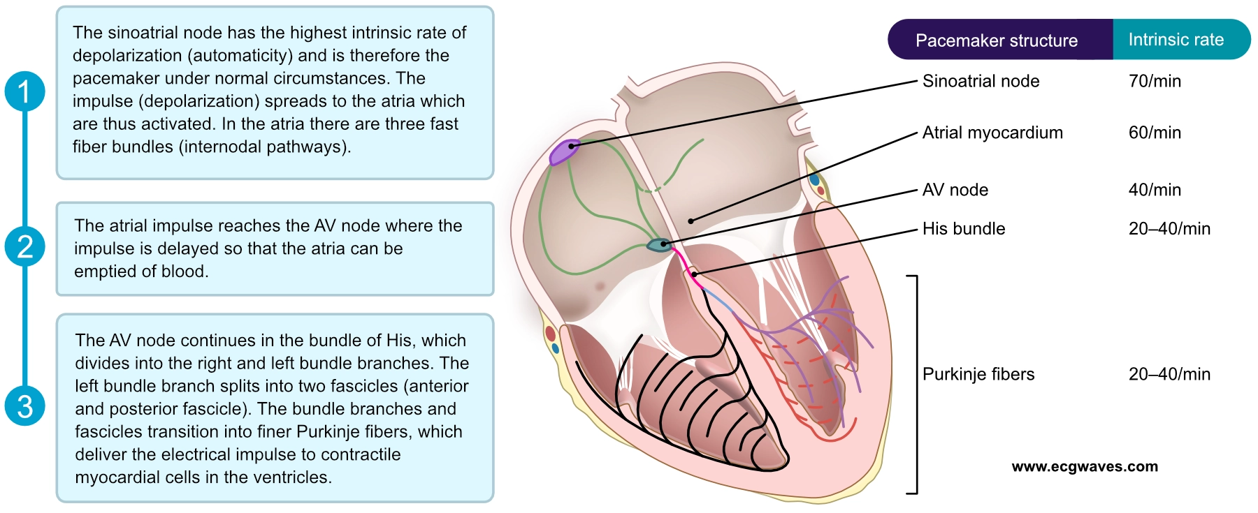 Figure 4. Vue d’ensemble de l’impulsion électrique au cours d’un cycle cardiaque (côté gauche) et de la hiérarchie des stimulateurs cardiaques (côté droit). Toutes les structures de stimulation sont capables de dépolarisation spontanée (automatisme) et peuvent donc assurer le rôle de stimulateur du cœur.