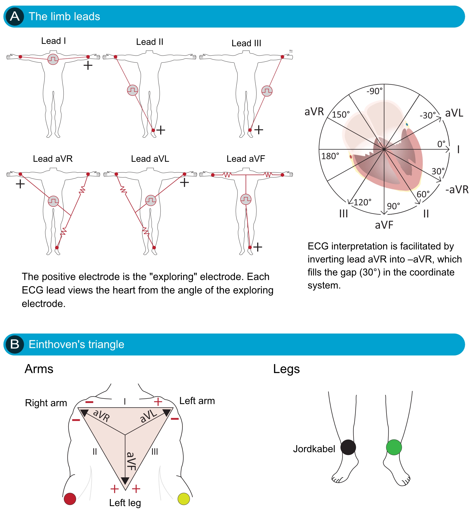 Figure 18. Organisation des dérivations des membres et triangle d'Einthoven. Notez que l’électrode de la jambe droite (noire) agit comme prise de terre (masse). Les dérivations unipolaires augmentées (aVR, aVL, aVF) coupent les angles du triangle d'Einthoven.