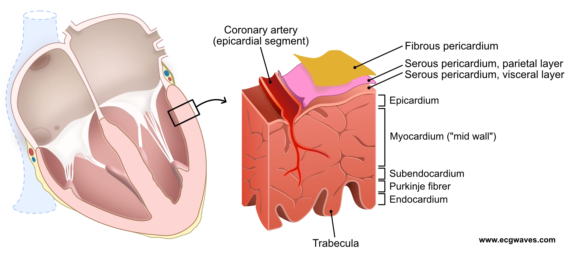 Figure 5. Schéma de la paroi ventriculaire. Notez que le terme myocarde est souvent employé pour désigner l'ensemble des couches.